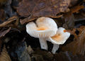Hygrophorus lindtneri